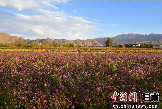看这里是肃北 ｜ 在七彩花田赴一场浪漫花约
