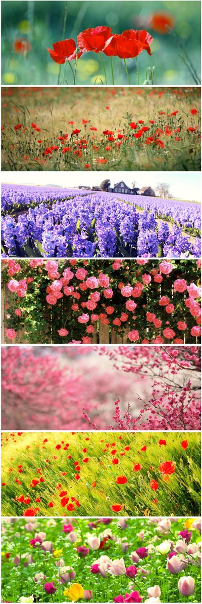 成都玉石湿地公园粉黛花海初绽 蓉城又添浪漫打卡地